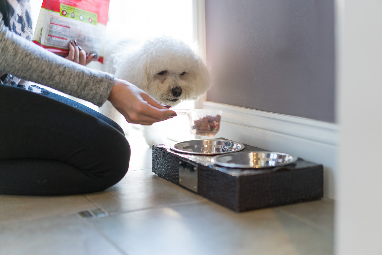 Stella & Chewy's Meal Mixers dog food review angela lanter hello gorgeous Ahsoka maltipoo