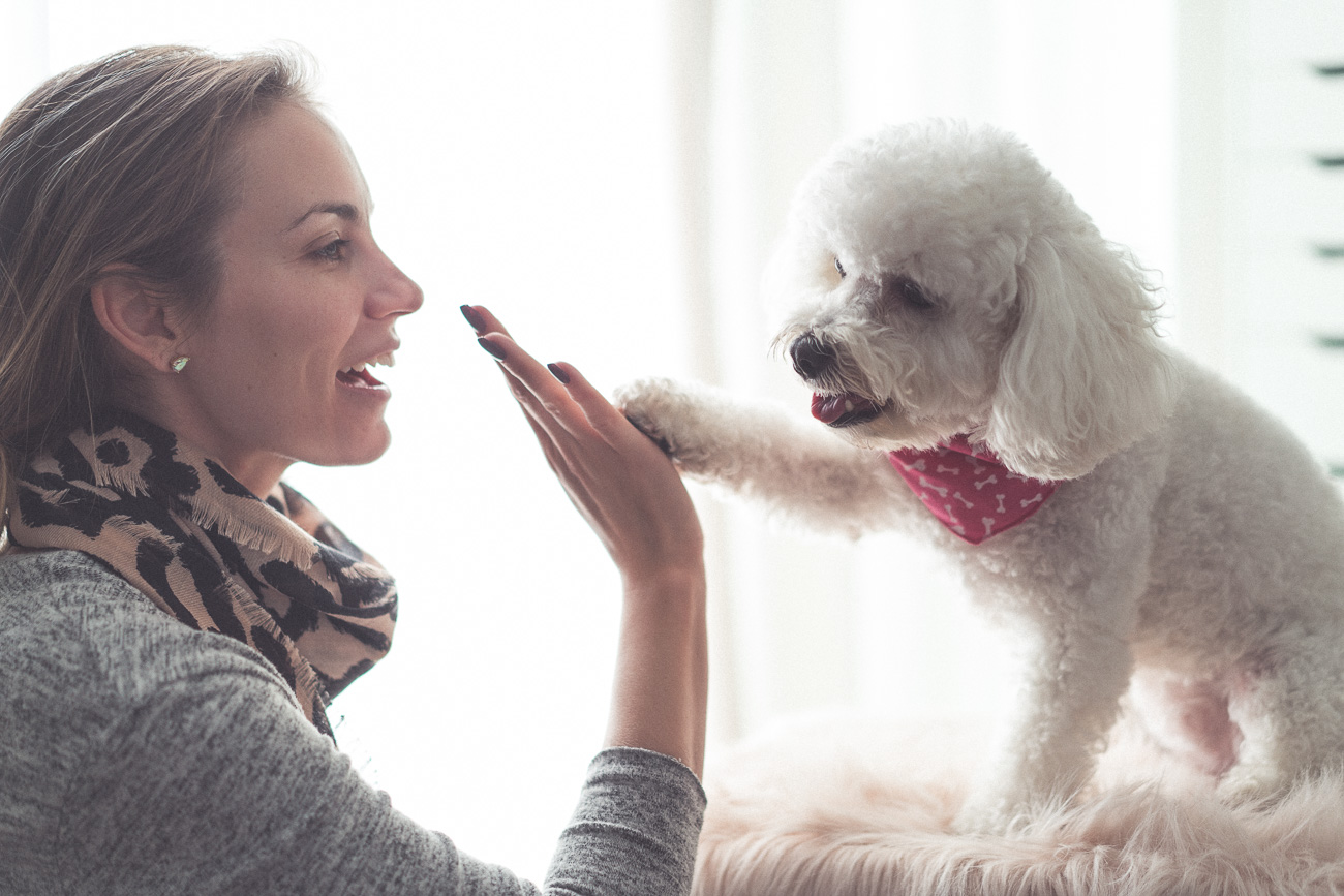 Stella & Chewy's Meal Mixers dog food review angela lanter hello gorgeous Ahsoka maltipoo