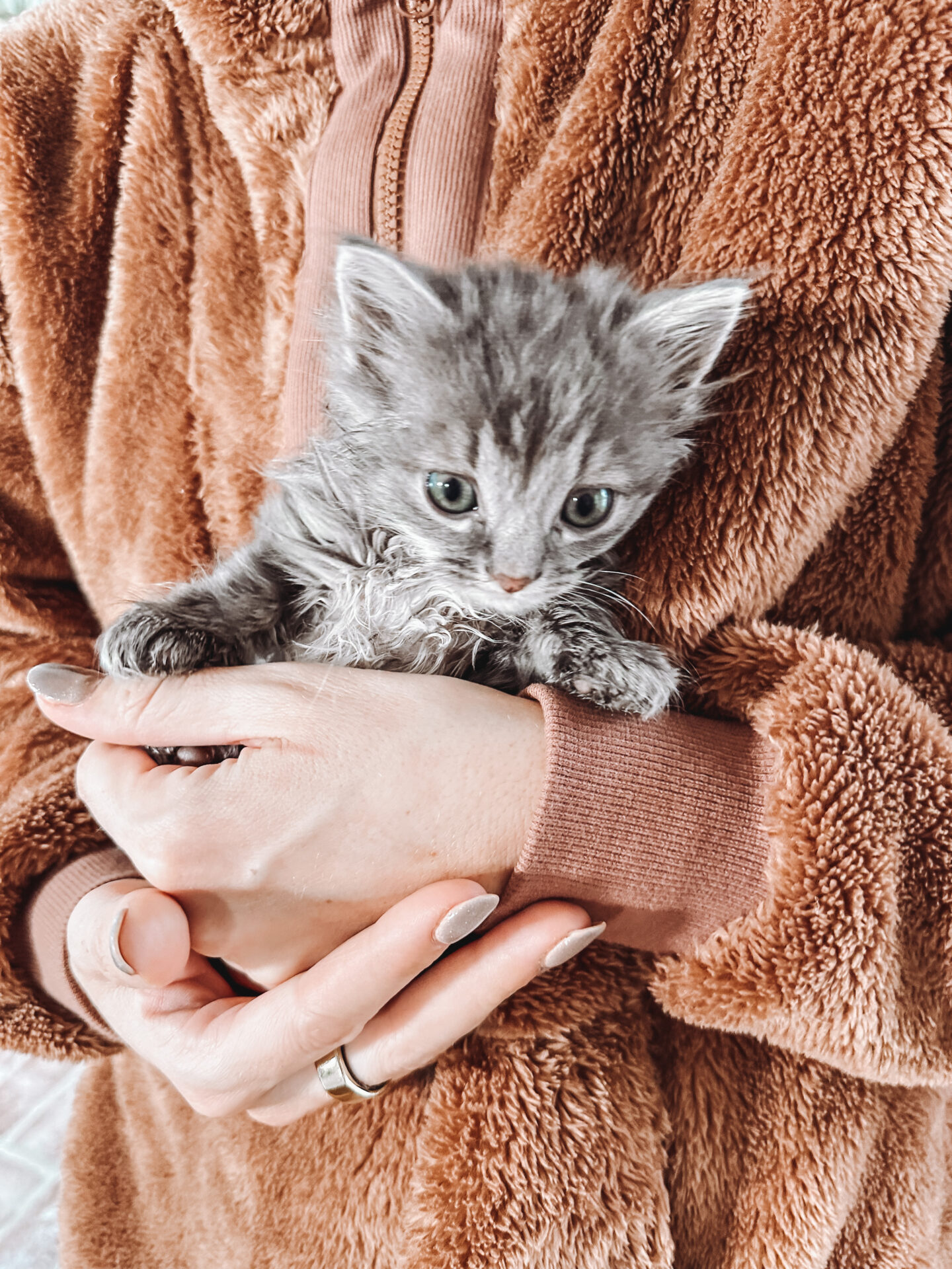 How to take care of a 4 week old kitten by lifestyle blogger Angela Lanter