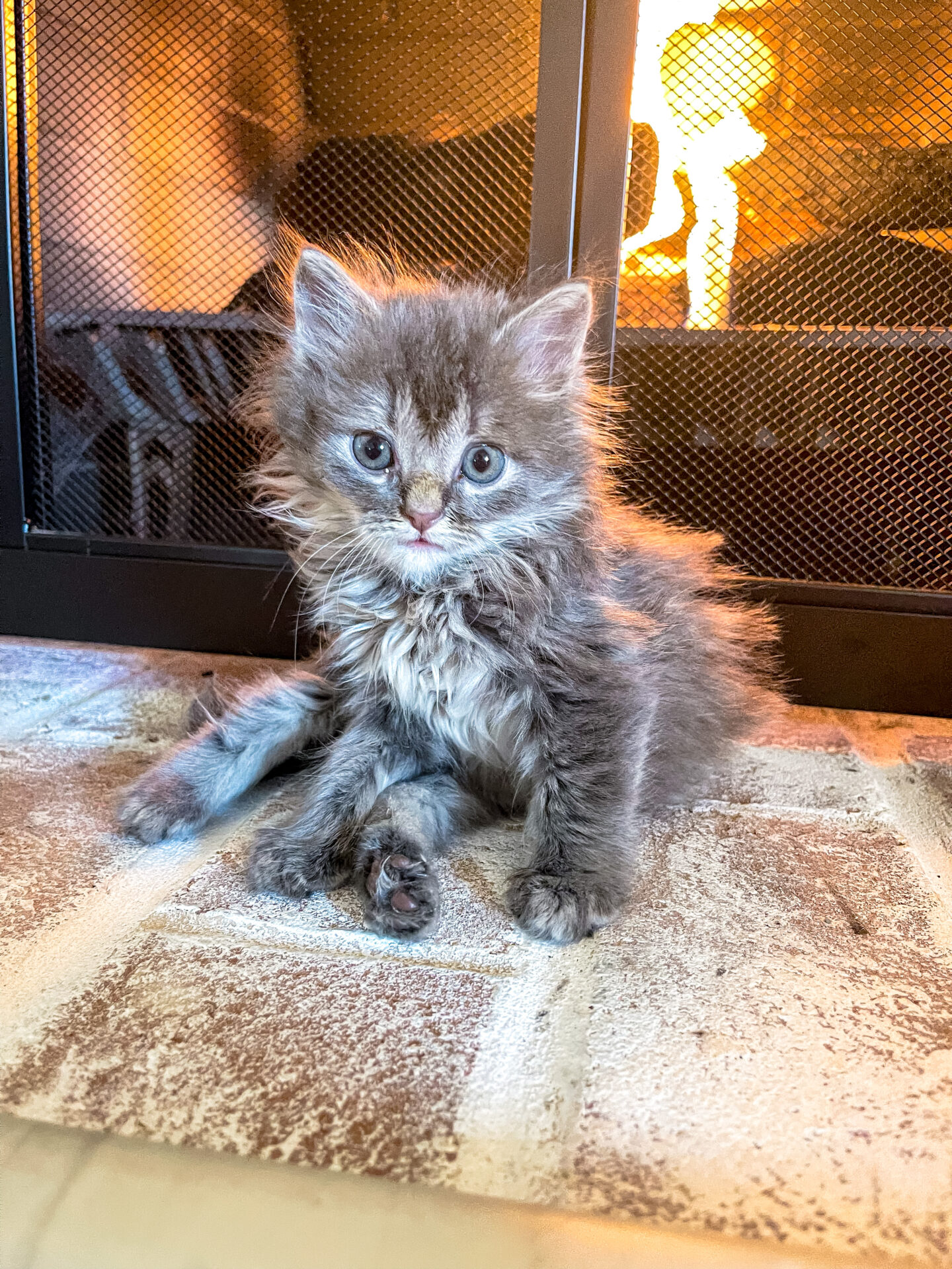 5 week old outlet kitten litter box training