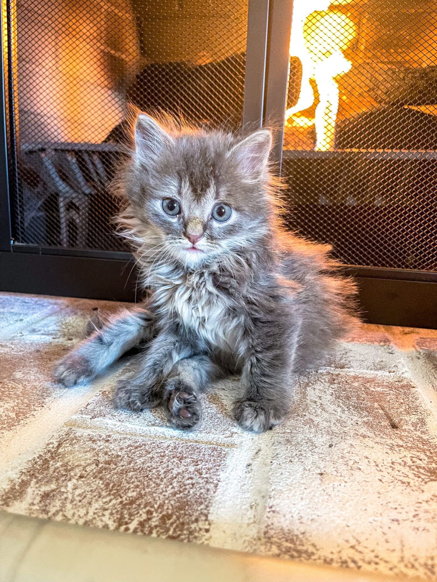 How to take care of a 4 week old kitten by Lifestyle Blogger Angela Lanter rescue foster adoption cat