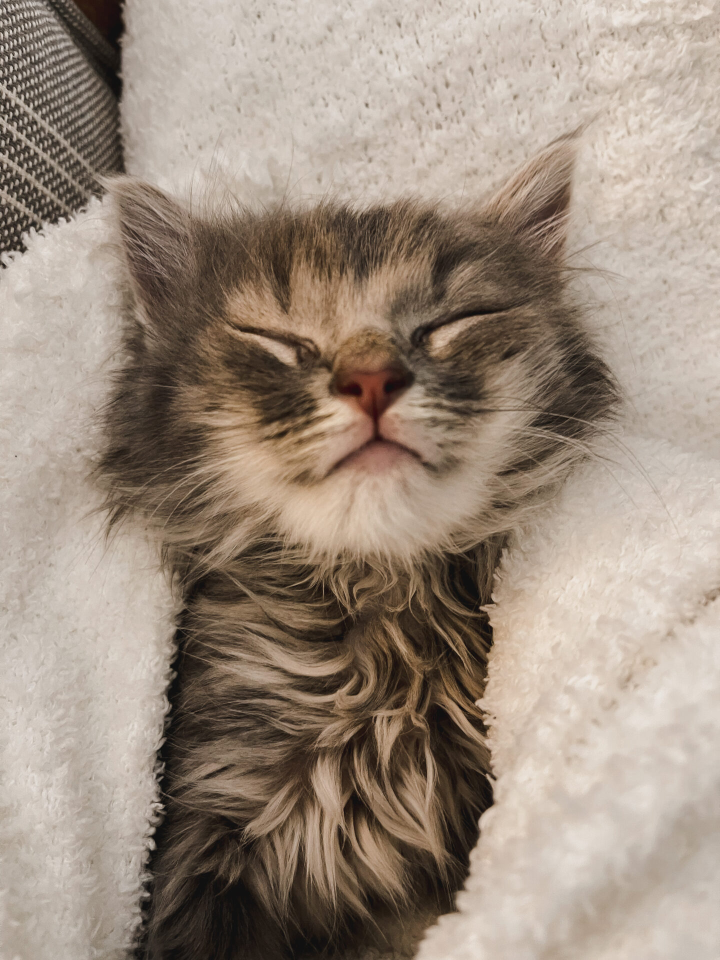 How to take care of a 4 week old kitten by Lifestyle Blogger Angela Lanter rescue foster adoption cat