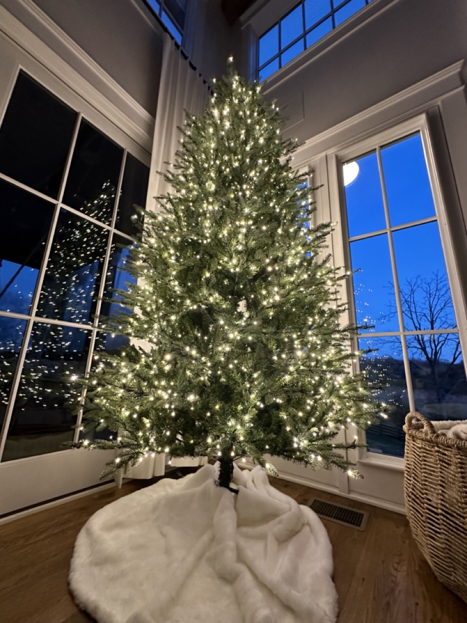 7.5 ft grand duchess balsam fir christmas tree